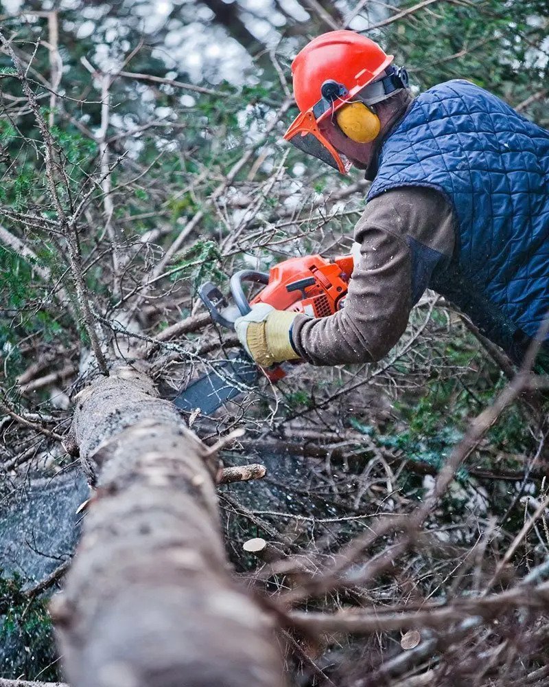 Syracuse Tree Services