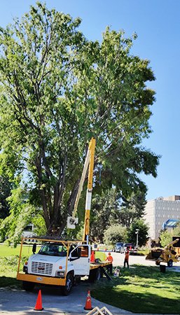 Certified Syracuse Tree Service Experts