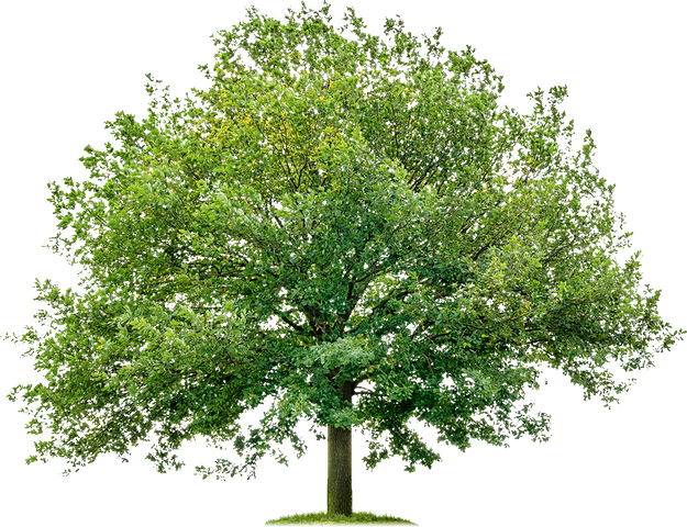 tree-png